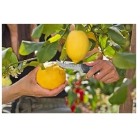 Substral pleh për arume 3L - Figura 2