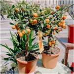 Substral pleh për arume 3L - Figura 3